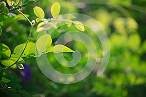 Fresh and green leafs in the park