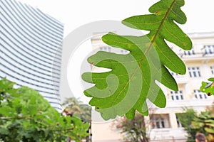 Fresh green leave, tree branch in a city park and blured office buildings on background, rest in a city park during working