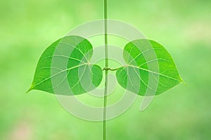 fTexture background of fresh green leaf