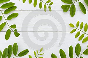 Fresh green leaves of acacia on white wooden background. Flat lay frame mockup