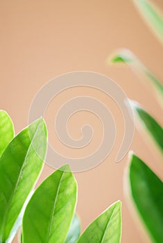 Fresh green leaves air purifiers plant modern house minimal style decoration indoor ornaments with copy space beige background. photo