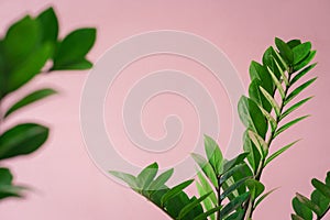 Fresh green leaves air purifiers plant modern house minimal decoration indoor ornaments with copy space pink background.botanical photo