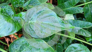 Fresh green leaves of Alocasia Cucullata or Hooded Dwarf, Elephant Ear with dazzling water drops on leaves after rain