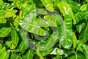 Fresh green leaves of Alocasia cucullata tree