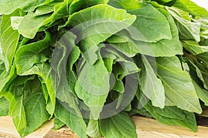 Fresh green leaves of amaranthus blitum closeup