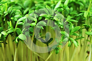 Fresh green leaves of aromatic cress sprouts