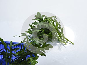fresh green leaves arugula rocket salad in blue container