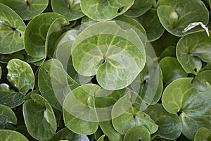 Fresh green leaves of Asarum europaeum