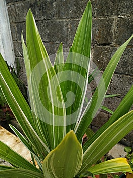 fresh green leaves of Aspidistra elatior Variegata plant
In the garden