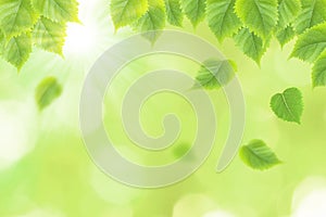 Fresh green leaves background