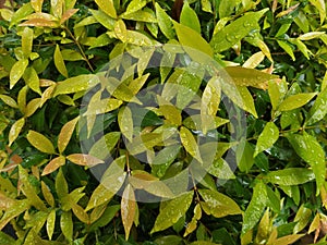 Fresh green leaves background, Syzygium Myrtifolium plant