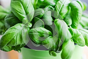 Fresh green leaves of the basil growing in the pot
