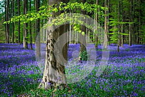 Fresh green leaves on a beech in a sea of blue bells