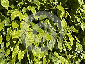 Fresh Green Leaves of Beech Tree in Sunlight.