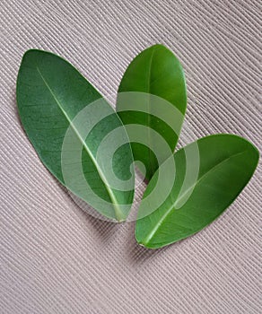 Fresh green leaves. Biological concept. Natural ingrediendts.