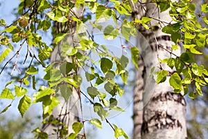 Fresh green leaves on birch branches  closeup, white trunks and blue sky blurred bokeh background, spring lush foliage, springtime