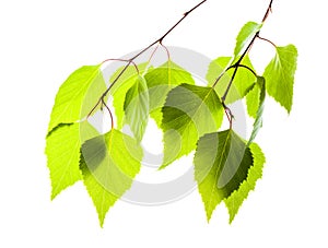 Fresh green leaves of birch for design