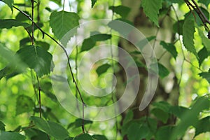 Fresh green leaves of the birch tree