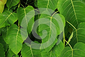 Fresh green leaves of Bodhi tree, nature background concept