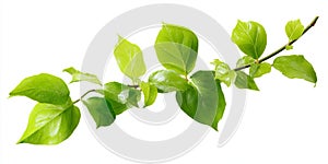 Fresh Green Leaves on a Branch - A Springtime Beauty