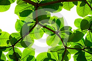 Fresh green leaves and branches on white background