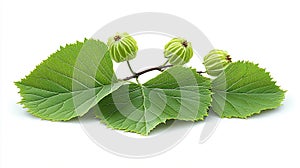 Fresh green leaves and buds