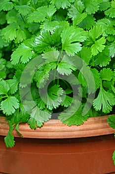 the fresh green leaves of the cilantro plant