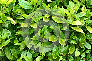 Fresh green leaves close up in summer time as background