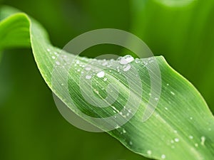 Fresh green leaves closeup with raindrops after rain