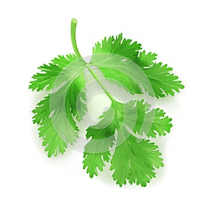 Fresh green leaves coriander