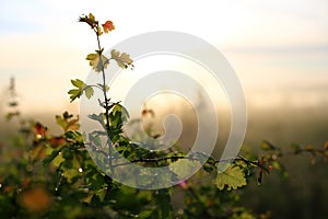 Fresh green leaves with dew drops in the sunset golden soft sunshine. Summer nature background. Grass at dawn. Golden hour