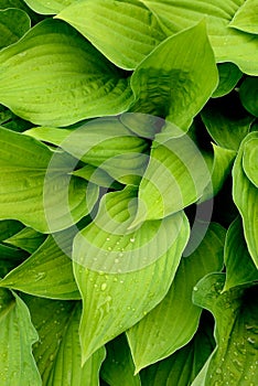 Fresh green leaves with drops of dew