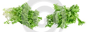 Fresh green leaves of endive frisee chicory salad isolated on white background with  full depth of field