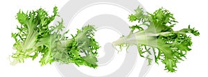 Fresh green leaves of endive frisee chicory salad isolated on white background with full depth of field. Top view. Flat