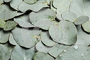 Fresh green leaves of eucalyptus with water drops as background, closeup