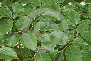 Fresh green leaves of Fagus sylvatica