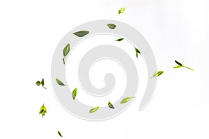 Fresh green leaves falling on white background. Levitation concept