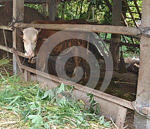 Fresh green leaves at the feedlot in a cow shed