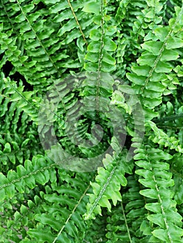 Fresh green leaves of a fern