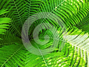 Fresh green leaves of ferns on summer day. top view