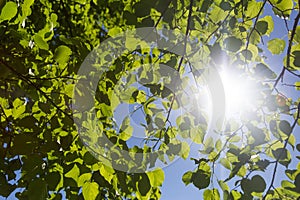 Fresh green leaves in a forest framing the sun in the middle