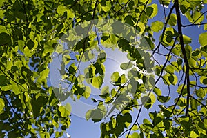 Fresh green leaves in a forest framing the sun in the middle