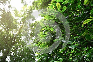 Fresh green leaves in a forest with sunlight. beautiful view of nature green leaf on greenery blurred background. Natural summer