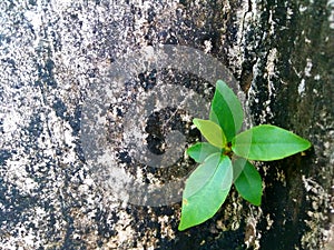 Fresh green leaves germinate on the concrete wall mottled