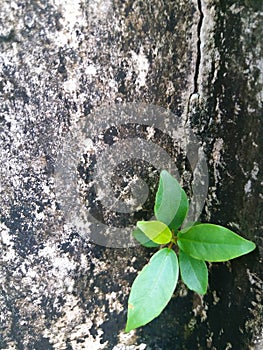 Fresh green leaves germinate on the concrete wall mottled