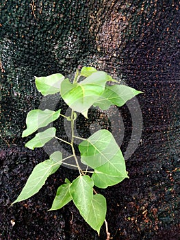 Fresh green leaves germinate in the middle of the tree