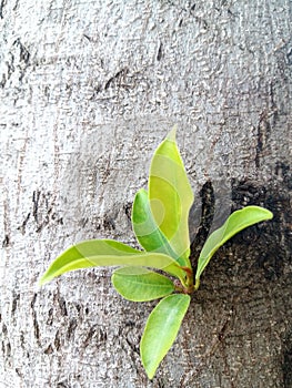 Fresh green leaves germinate in the middle of the tree