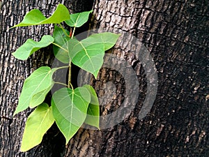 Fresh green leaves germinate in the middle of the tree