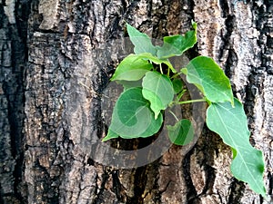 Fresh green leaves germinate in the middle of the tree