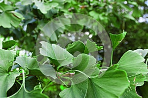 Fresh green leaves of the Ginkgo biloba tree in the summer